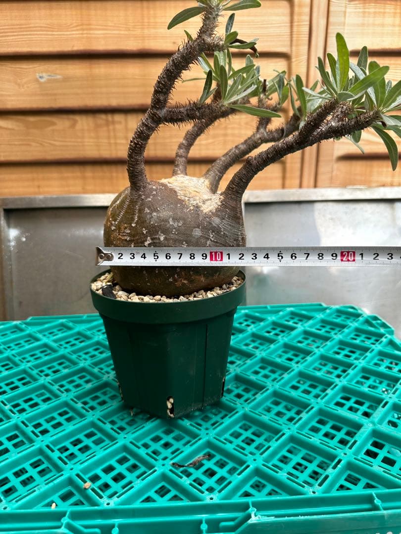 パキポディウム　グラキリス　発根済み　鉢付き