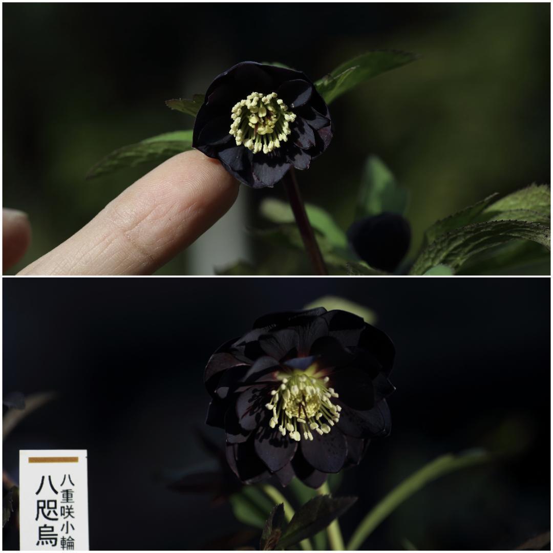 バカ息子と親バカ クリスマスローズ 追加分