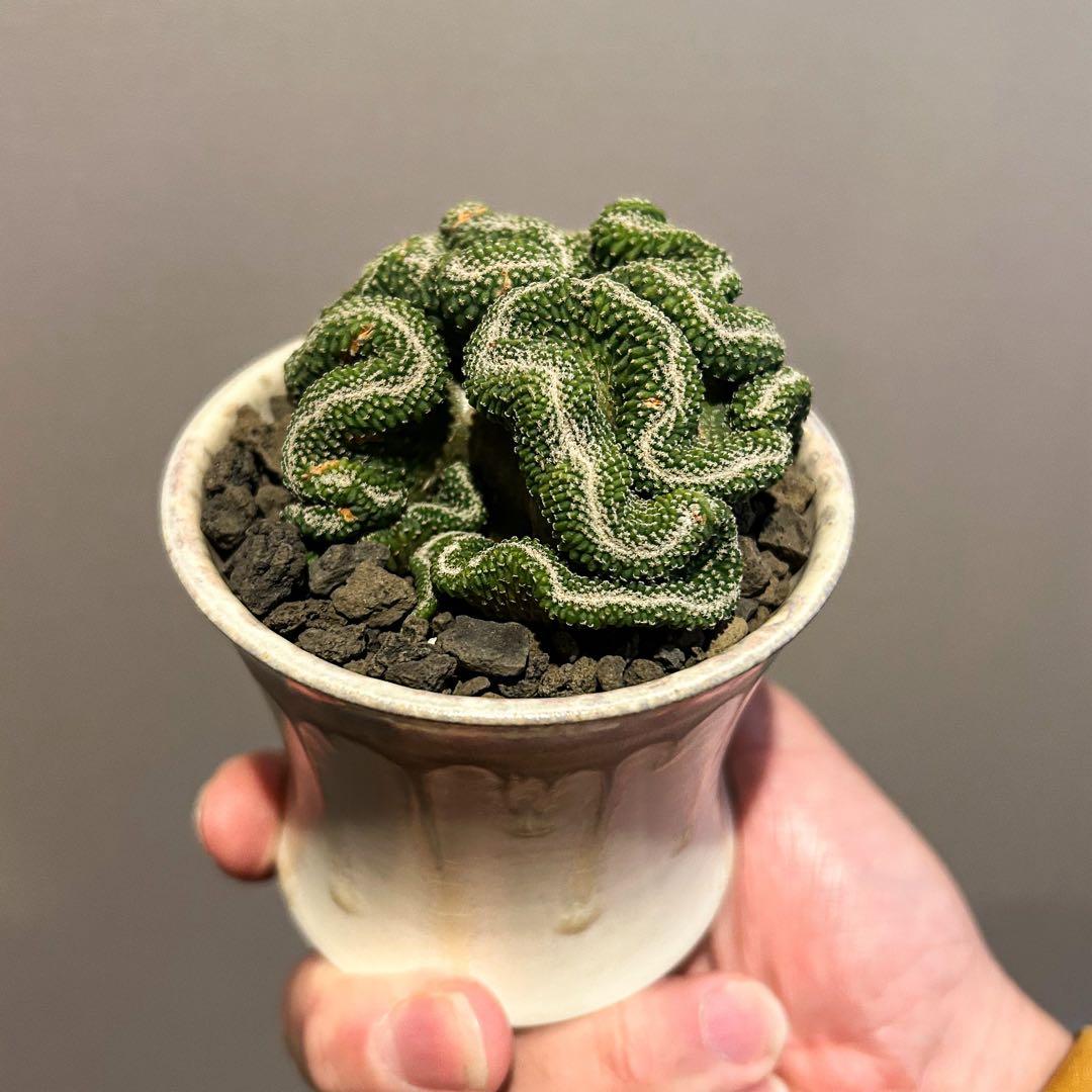 週末限定値下げ　サボテン　菊水　実生　綴化　斑入り