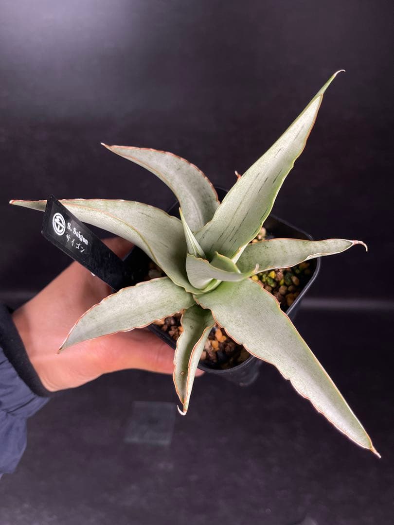 EMP サンセベリア Saigon / 最後の写真が成長株です SA354