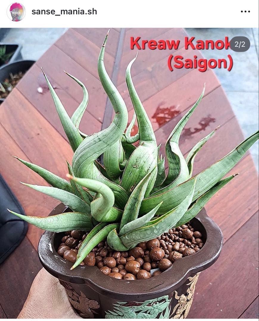 EMP サンセベリア Saigon / 最後の写真が成長株です SA354