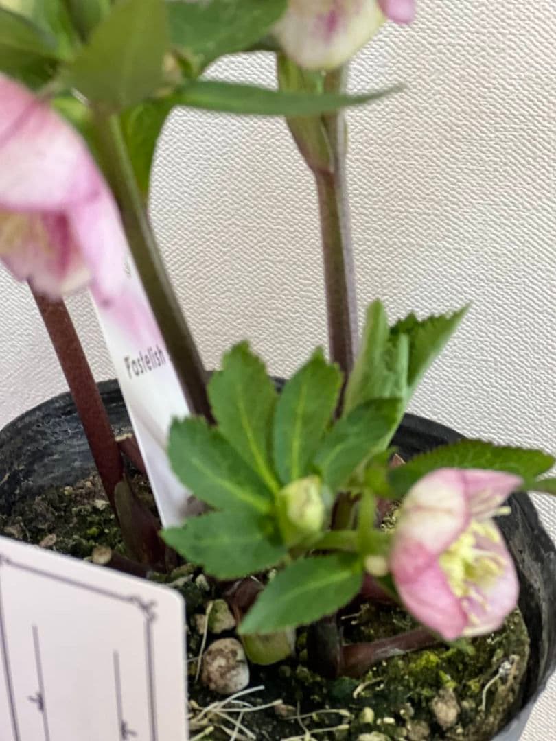 ま*い様 クリスマスローズ　パステリッシュストレイン　苗　小輪　カップ咲き　多花