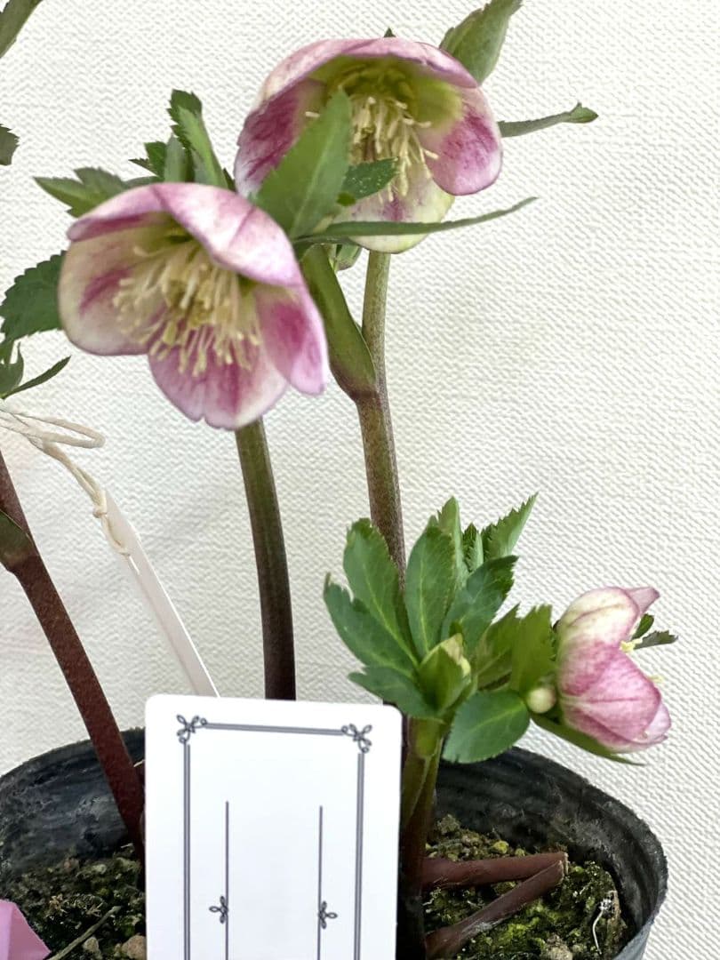 ま*い様 クリスマスローズ　パステリッシュストレイン　苗　小輪　カップ咲き　多花