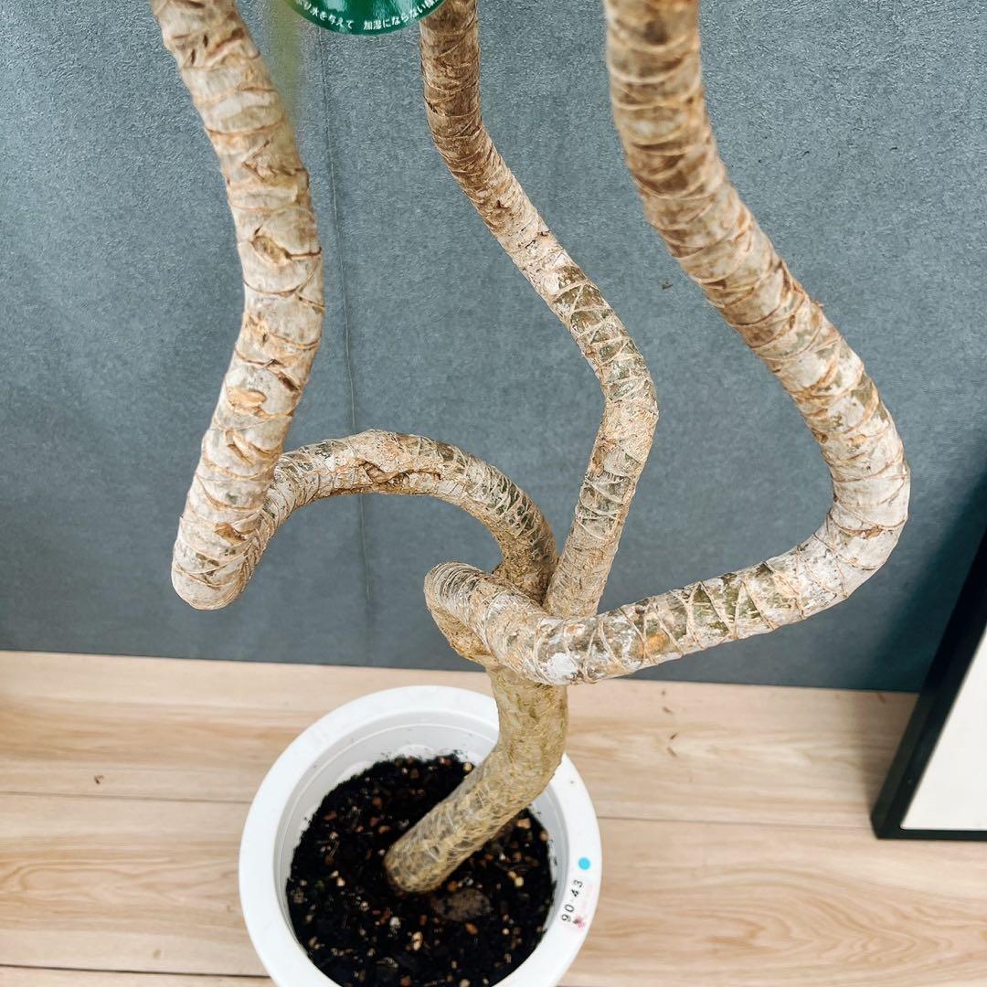 ［現品］32番　ドラセナ　コンシンネ　龍　曲がり　8号　観葉植物　大型　室内