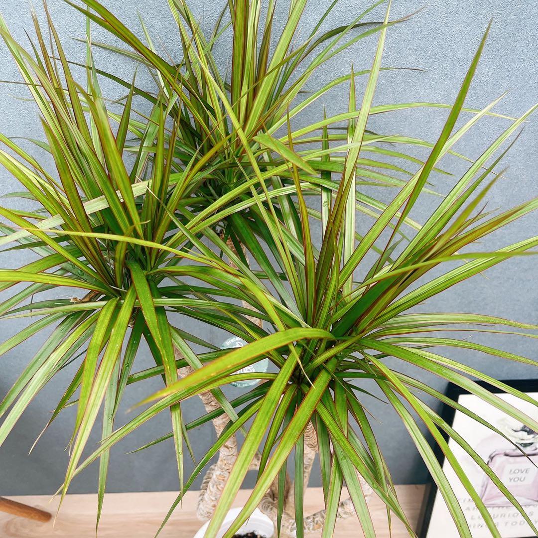 ［現品］32番　ドラセナ　コンシンネ　龍　曲がり　8号　観葉植物　大型　室内