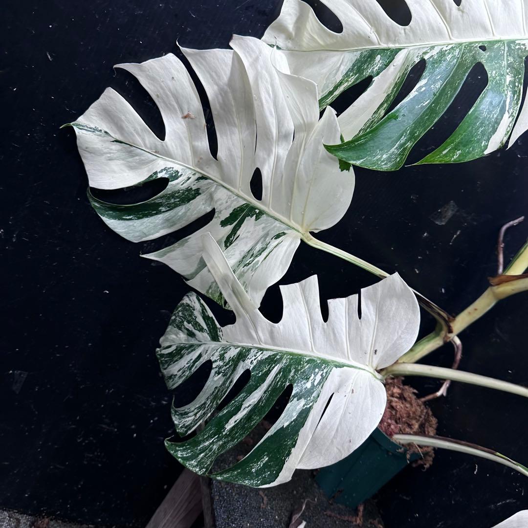 s*9様 斑入りモンステラ ホワイトタイガー極美大株77cm白斑多