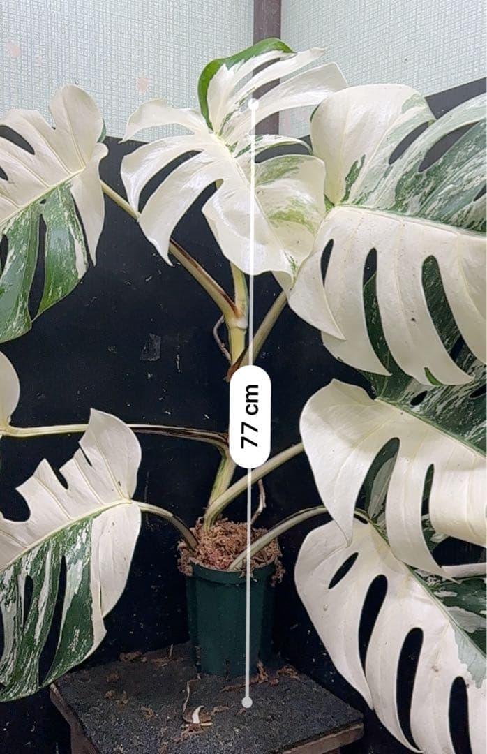 s*9様 斑入りモンステラ ホワイトタイガー極美大株77cm白斑多
