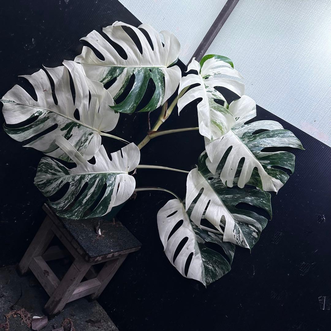 s*9様 斑入りモンステラ ホワイトタイガー極美大株77cm白斑多