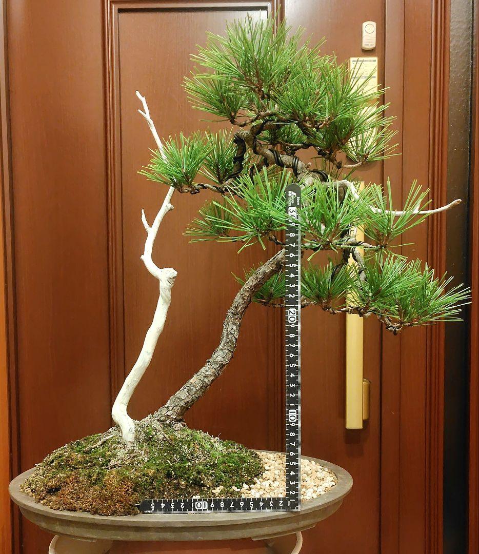 赤松盆栽！