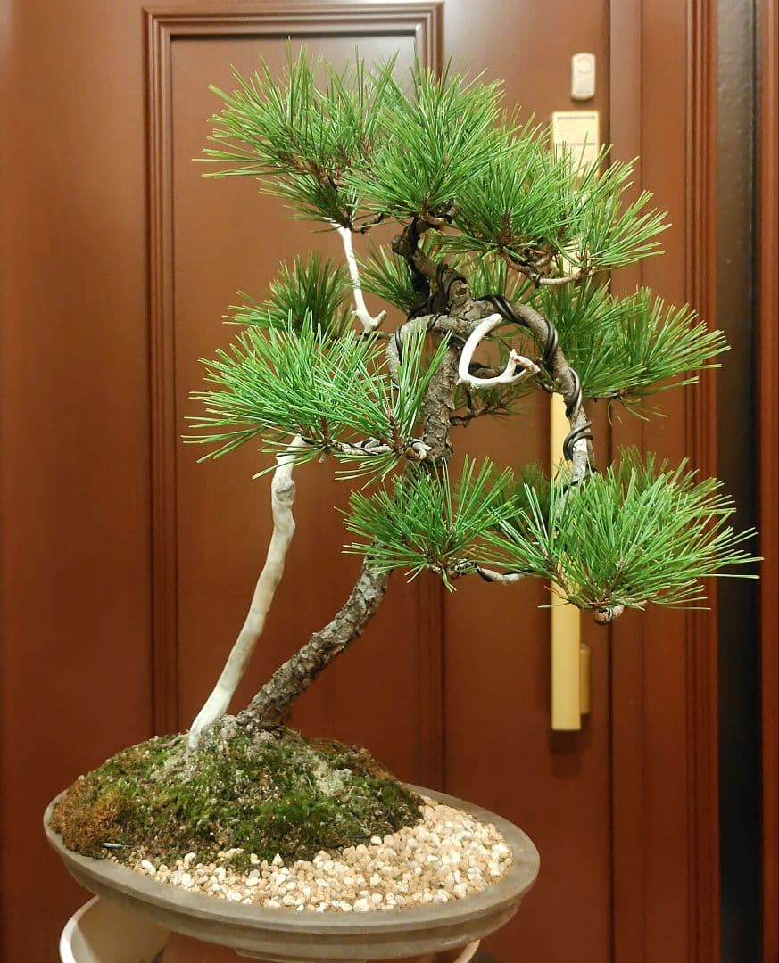 赤松盆栽！