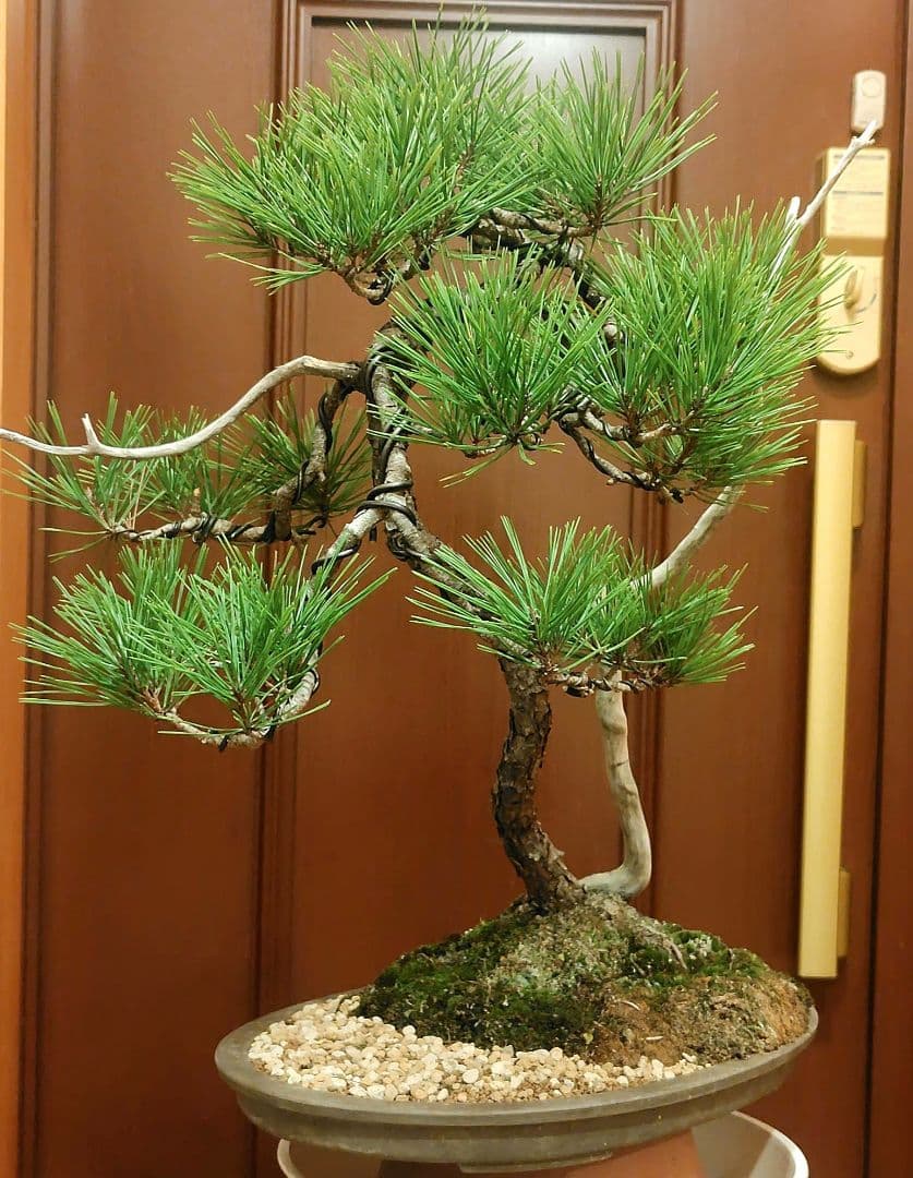 赤松盆栽！