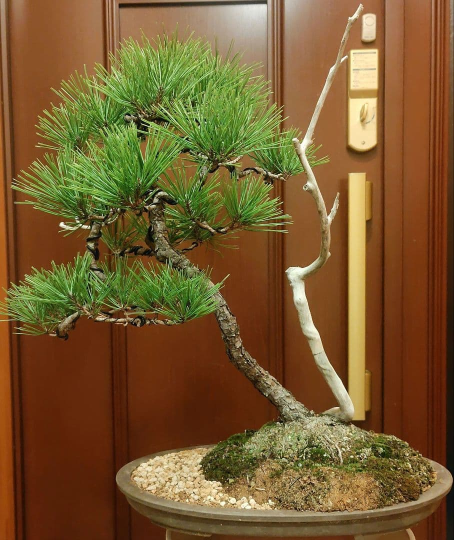 赤松盆栽！