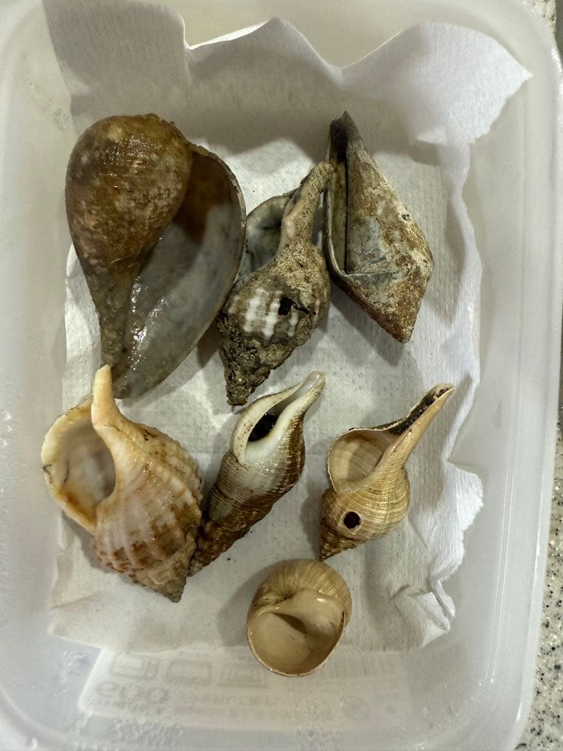 鬼*管様 貝　まとめ売り