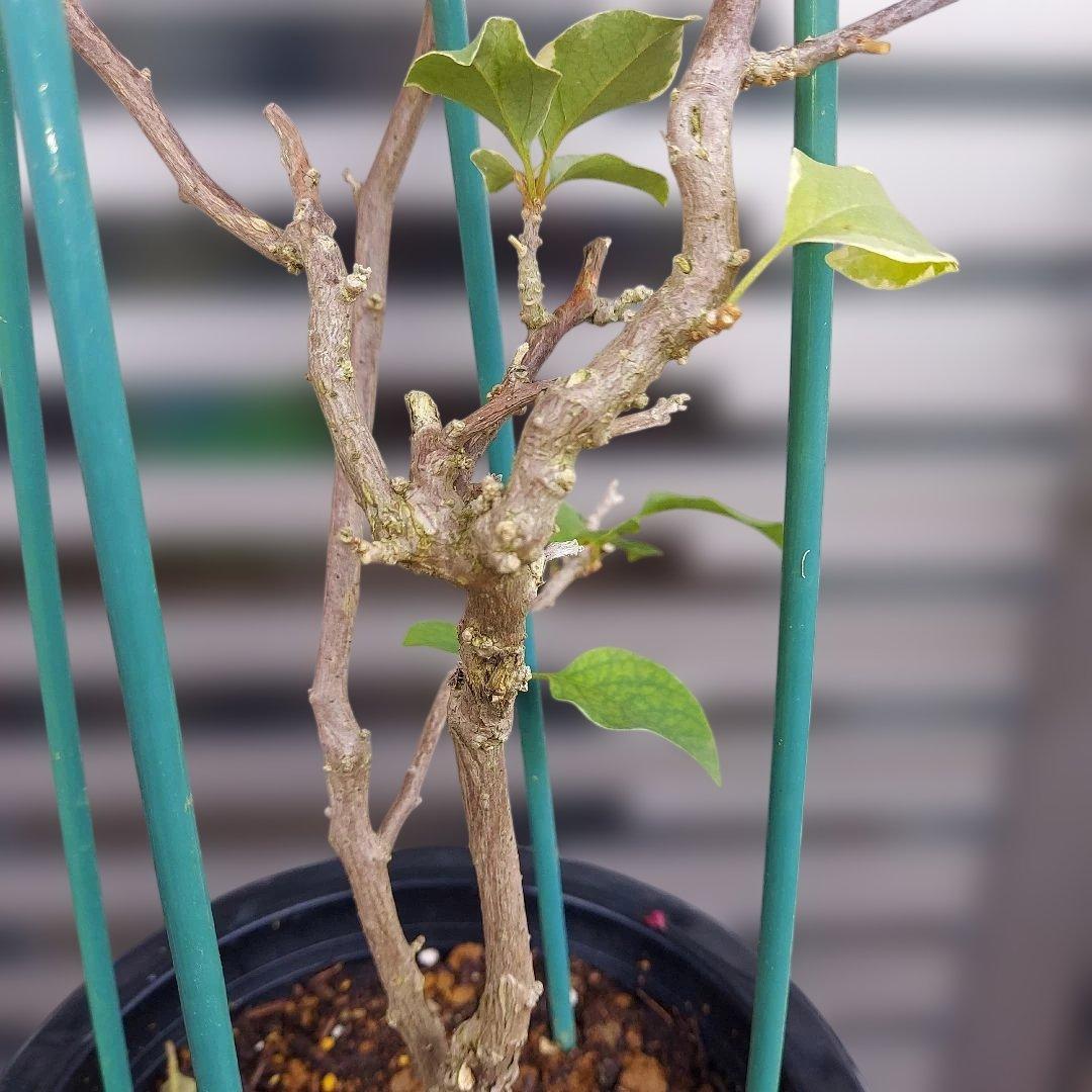 ブーゲンビリア レッド　斑入り‼️No.61　 らくらくメルカリ便発送‼️