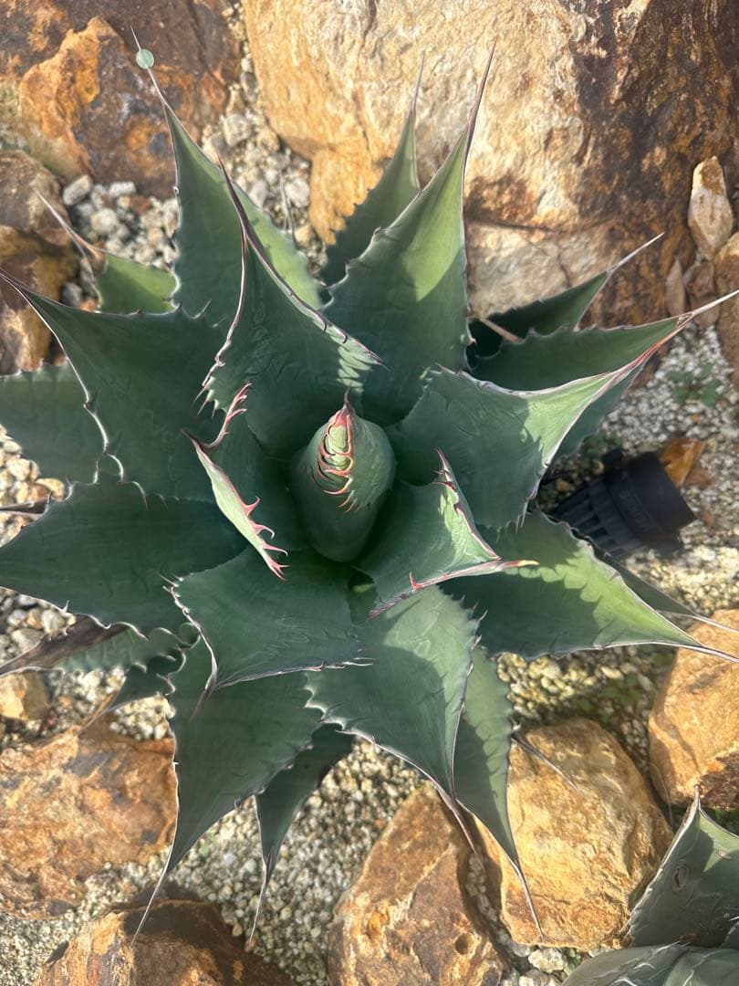 シャウィー　パラサナ　ハイブリッド