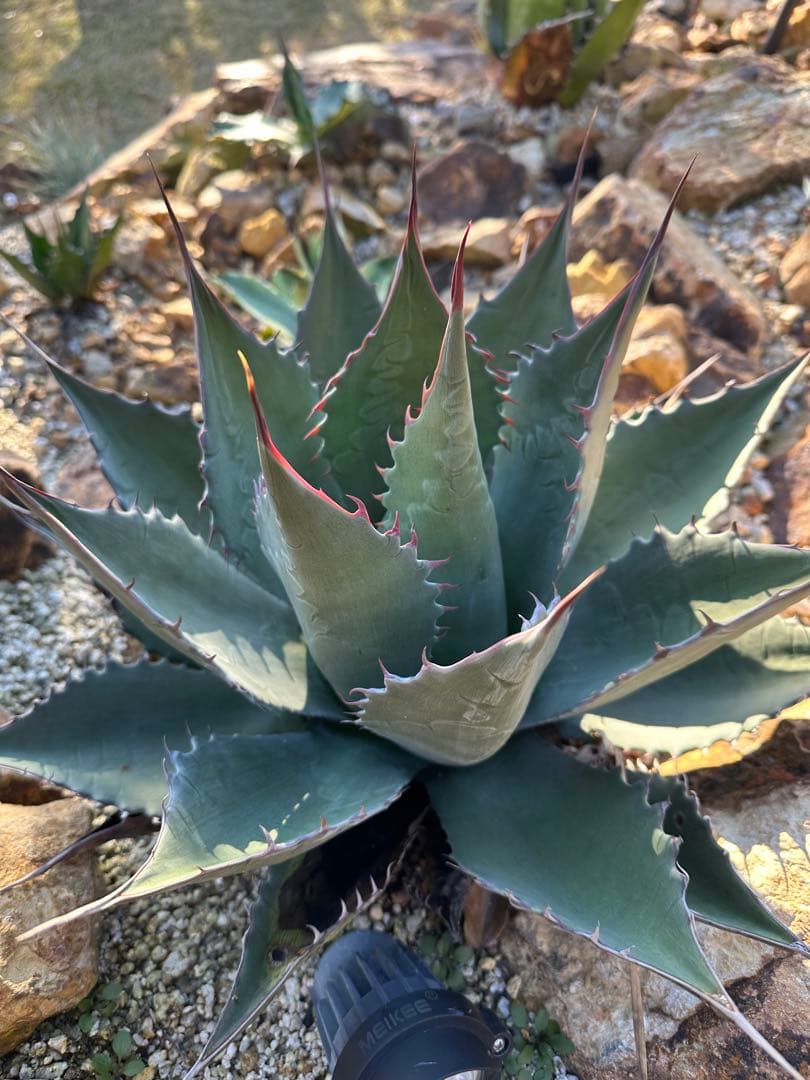 シャウィー　パラサナ　ハイブリッド