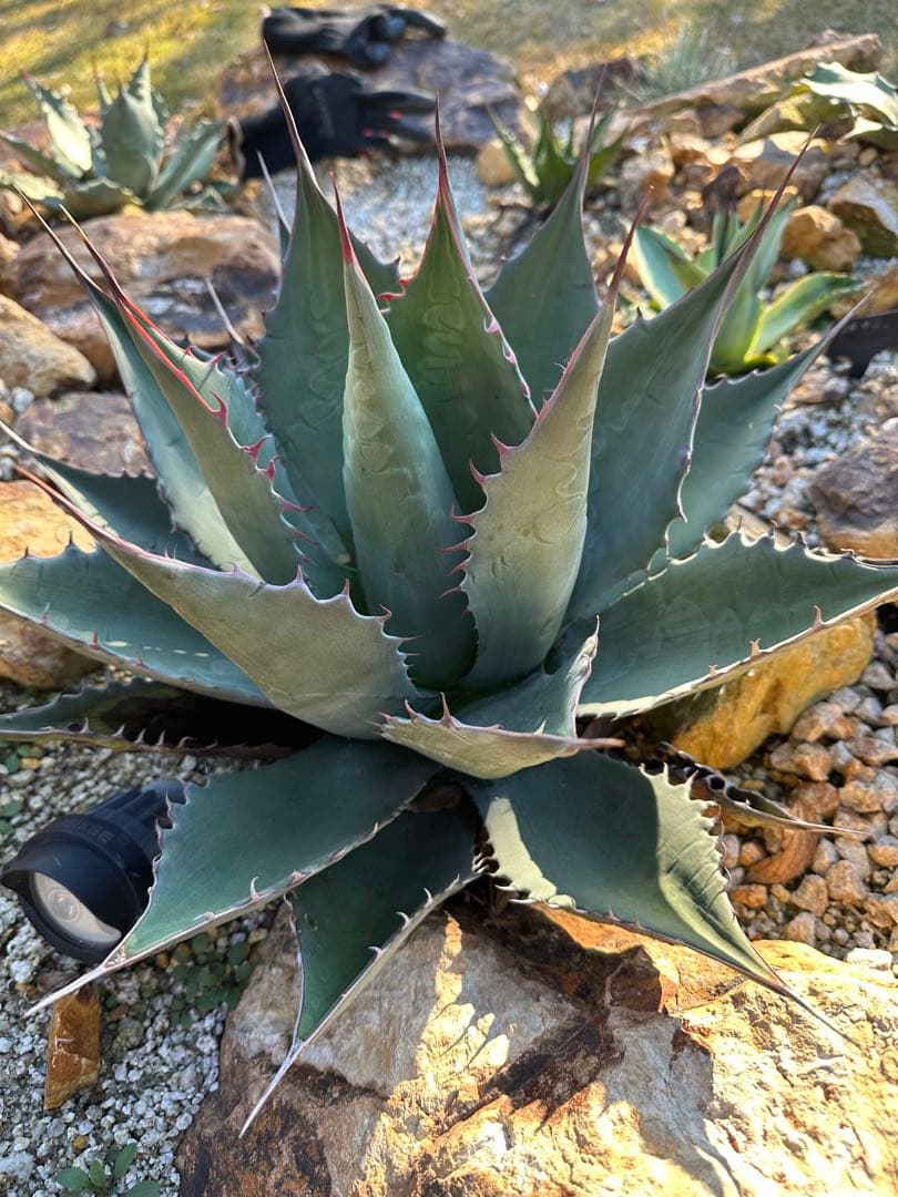 シャウィー　パラサナ　ハイブリッド