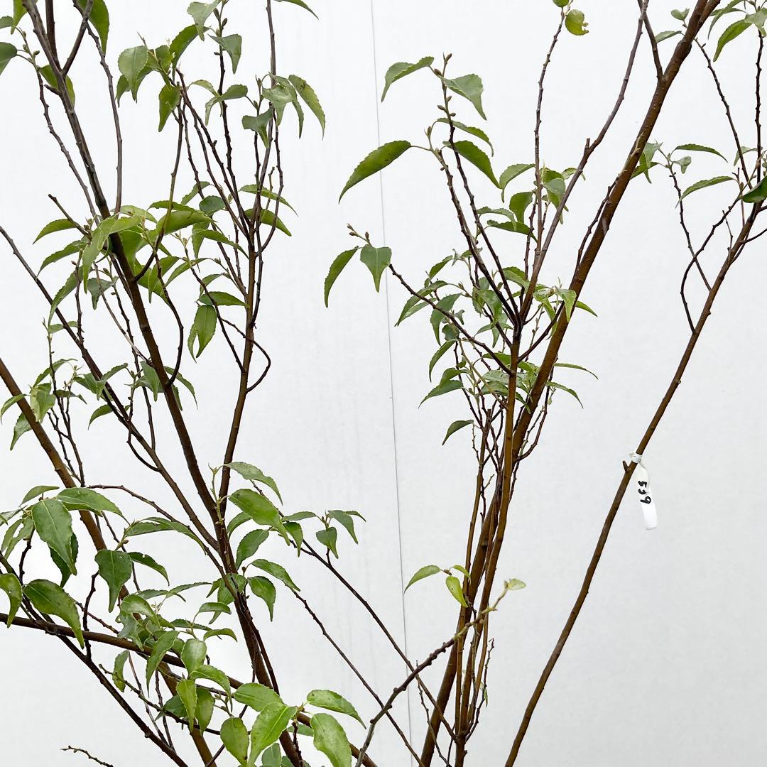 ハイノキ　/ 539 グレースさん専用