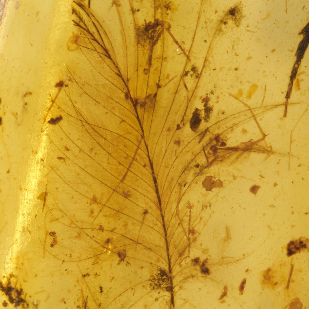 レア極上品 PA135虫入り琥珀化石　ミャンマーカムティかタナイ9900万年前