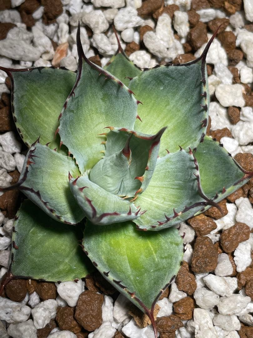 斑入り パリー トランカータ 塵斑 粉斑Mutation Green leaf