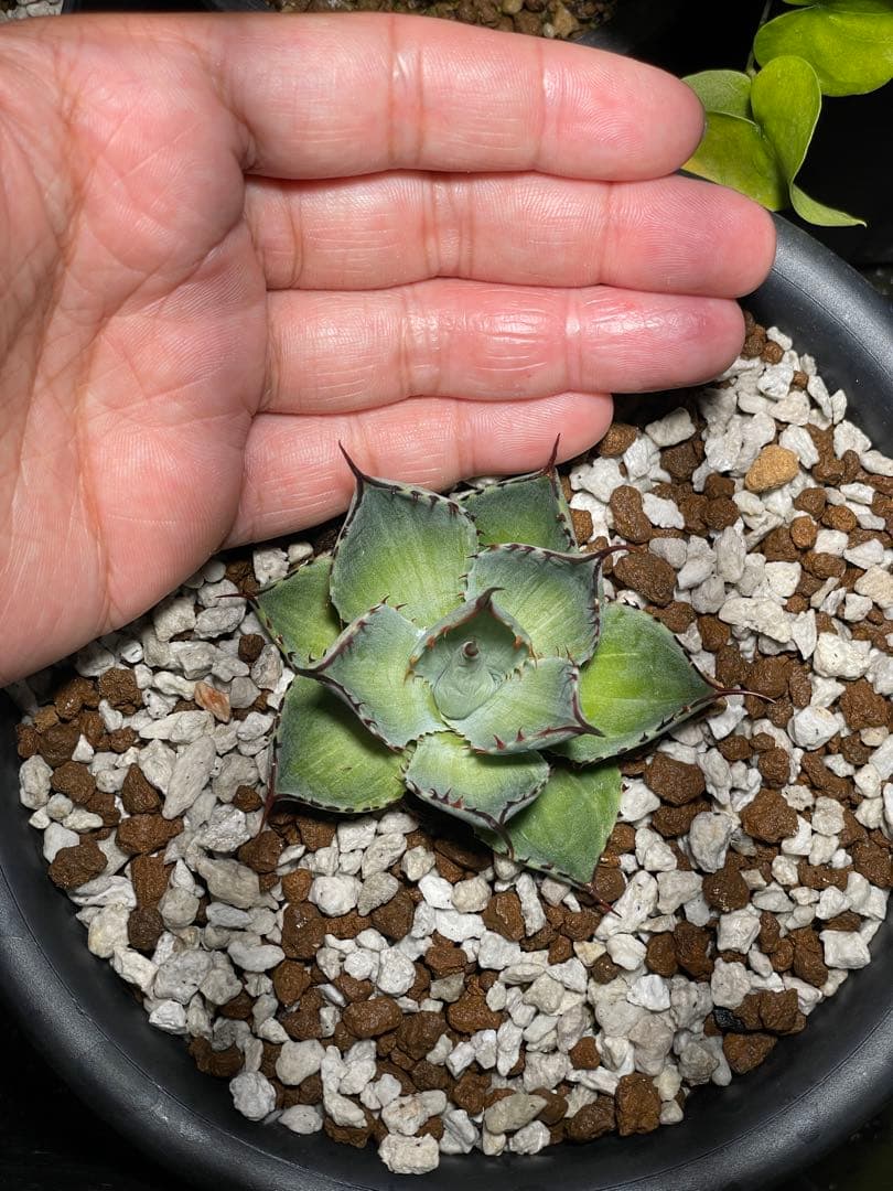 斑入り パリー トランカータ 塵斑 粉斑Mutation Green leaf