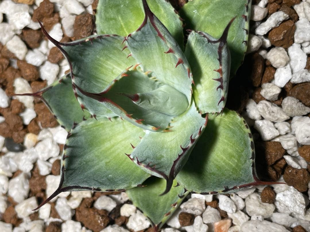 斑入り パリー トランカータ 塵斑 粉斑Mutation Green leaf