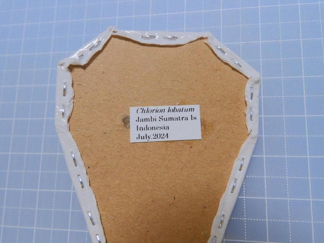 標本 Indonesis Chlorion lobatum 37mm