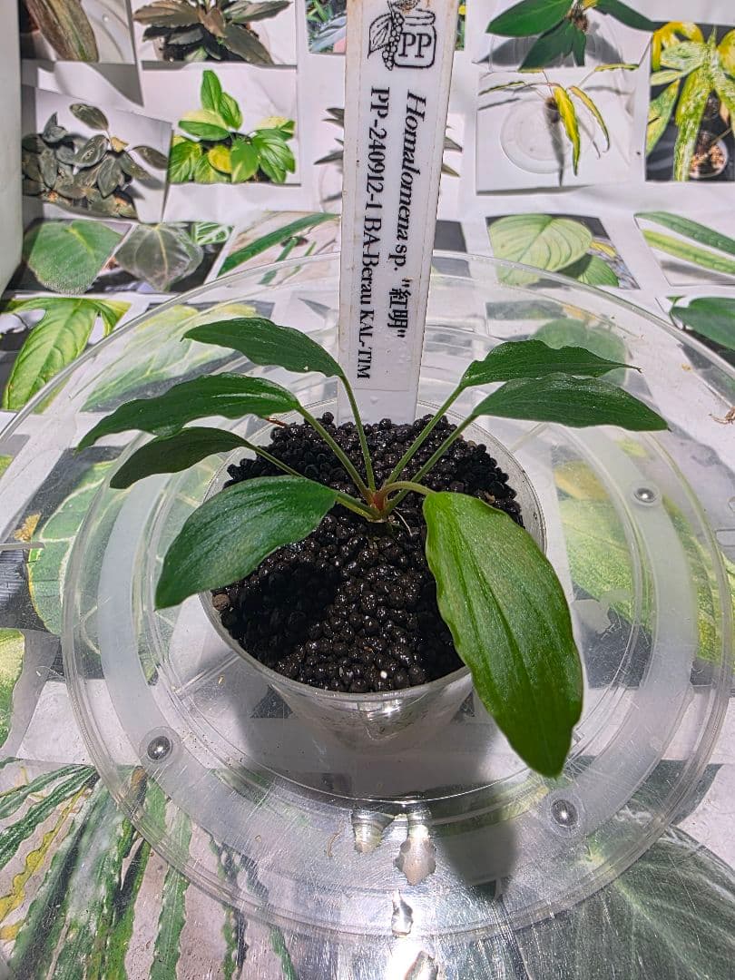 熱帯植物　PP便正規タグ付　ホマロメナsp.\"紅明\"