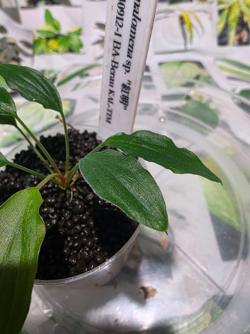 熱帯植物　PP便正規タグ付　ホマロメナsp.\"紅明\"