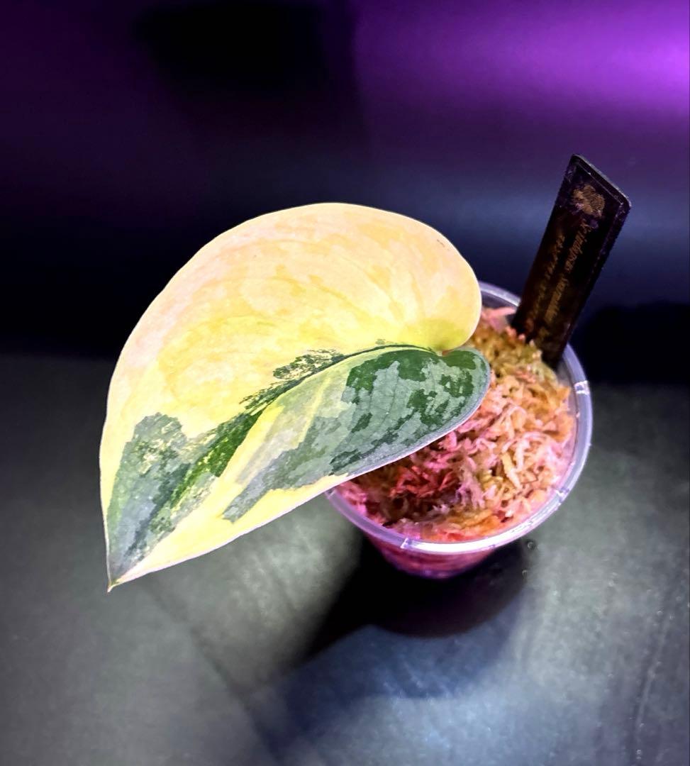 スキンダプサス　レア　セット　H2