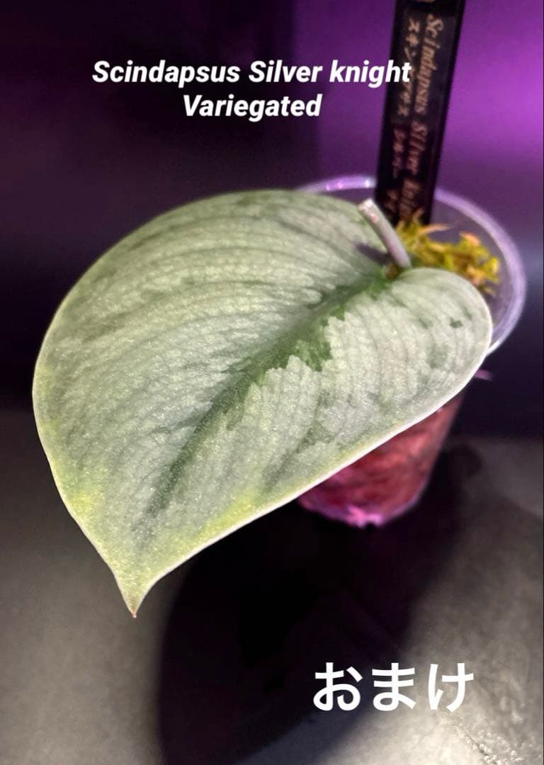 スキンダプサス　レア　セット　H2