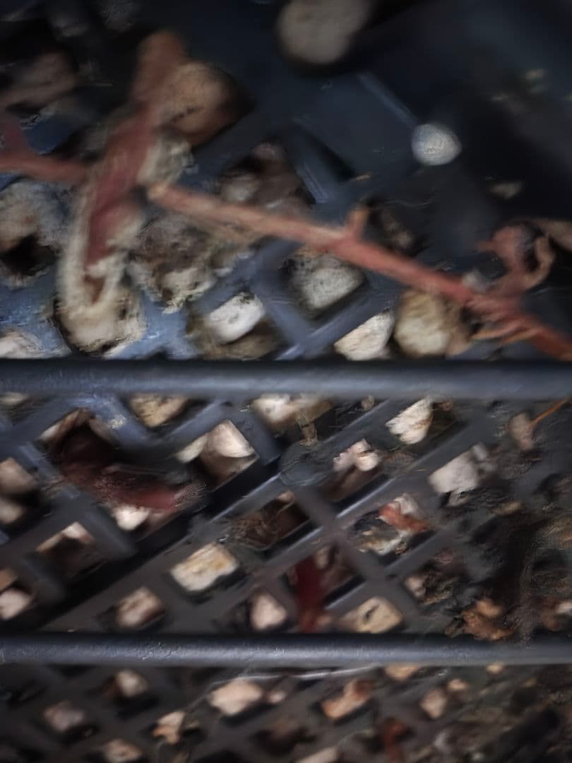 ユッカ ロストラータ (せ) ブルー強め