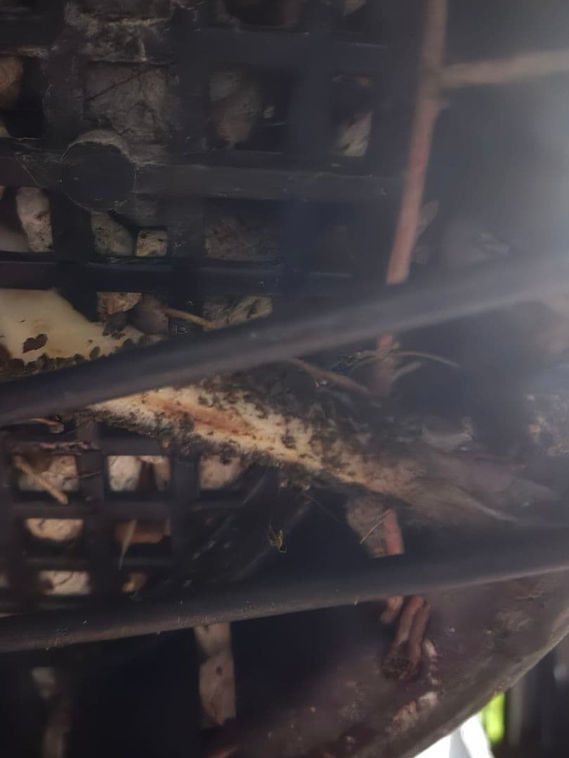 ユッカ ロストラータ (せ) ブルー強め