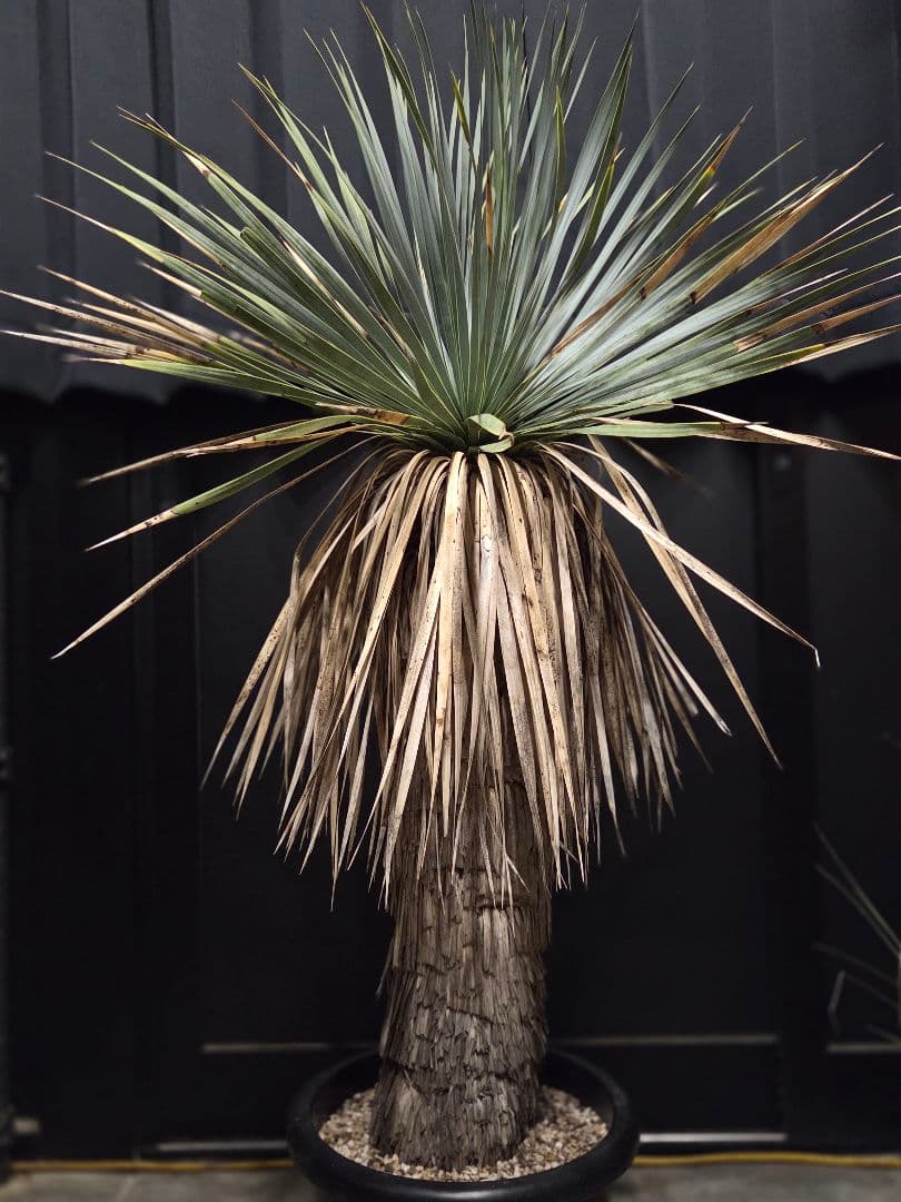 ユッカ ロストラータ (せ) ブルー強め