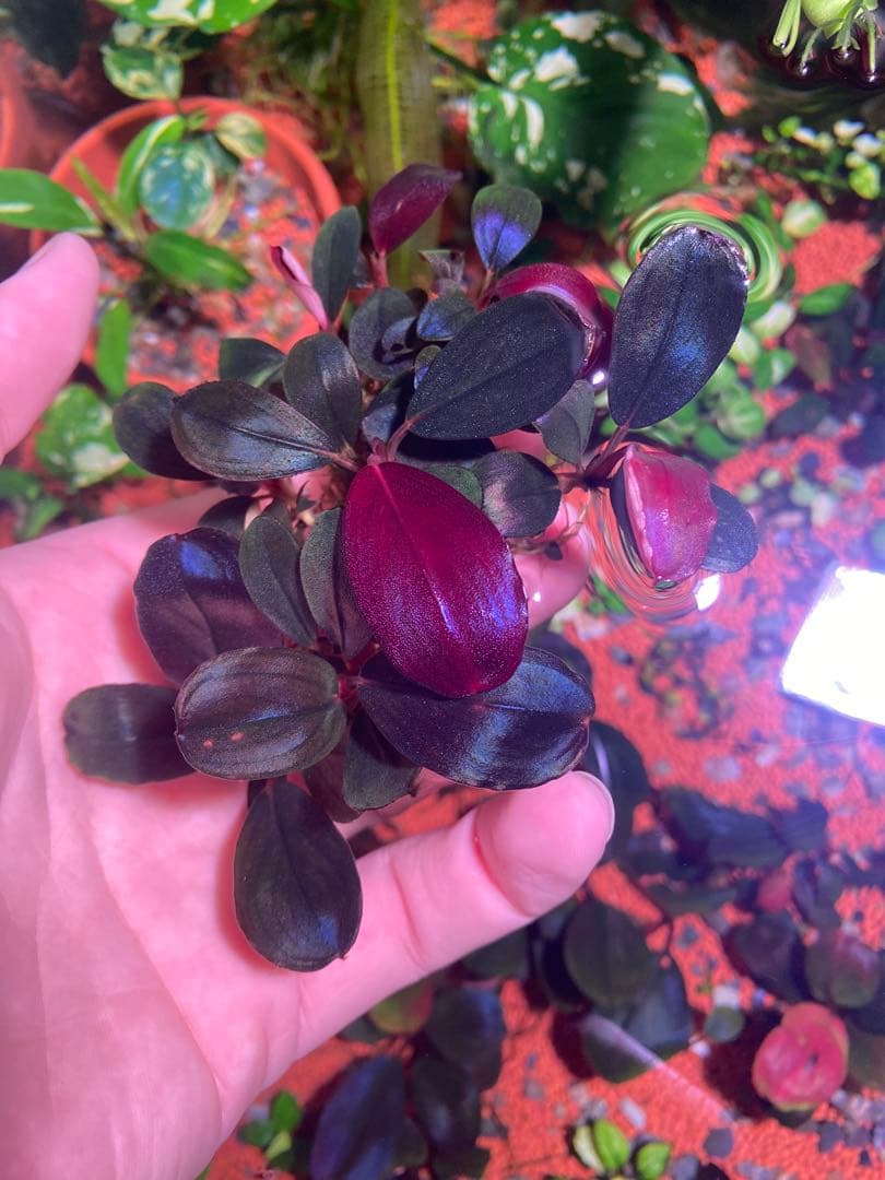 ブセファランドラ モンスターキング　大群生株