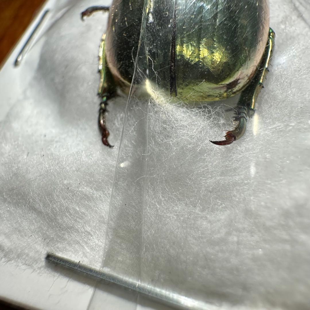 ホンジュラス産　プラチナコガネ