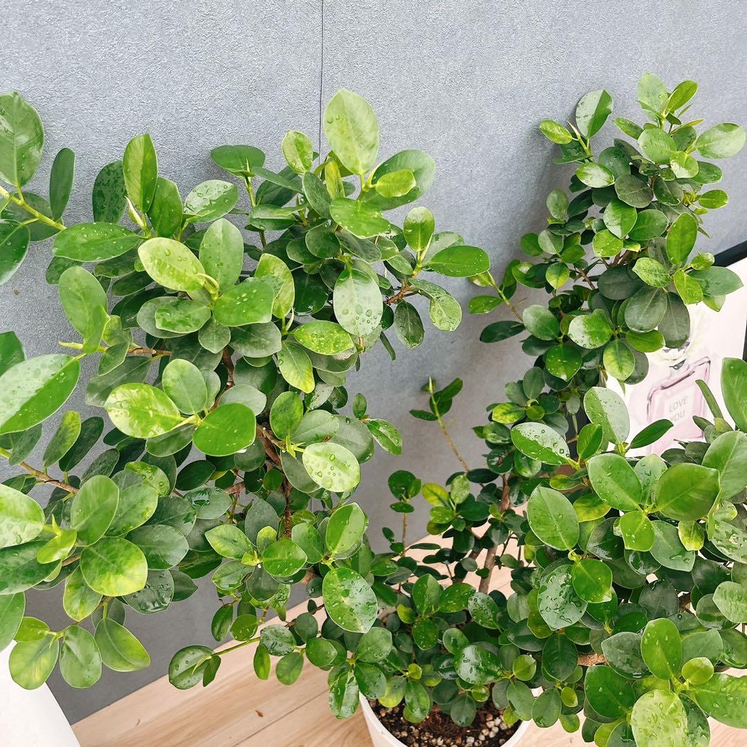 ［現品］【希少】※売約済※ A2 パンダガジュマル　8号　観葉植物　室内　レア