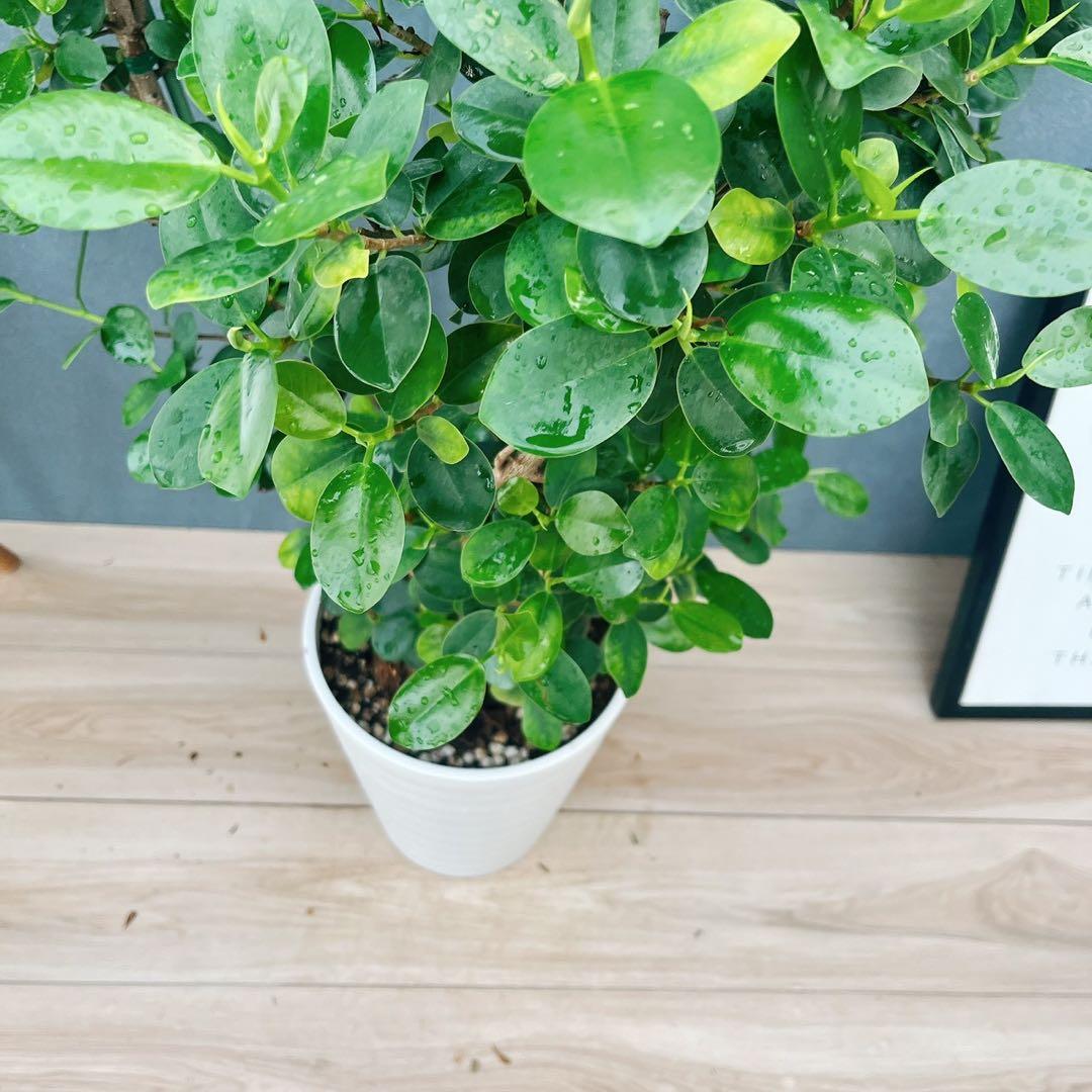 ［現品］【希少】※売約済※ A2 パンダガジュマル　8号　観葉植物　室内　レア