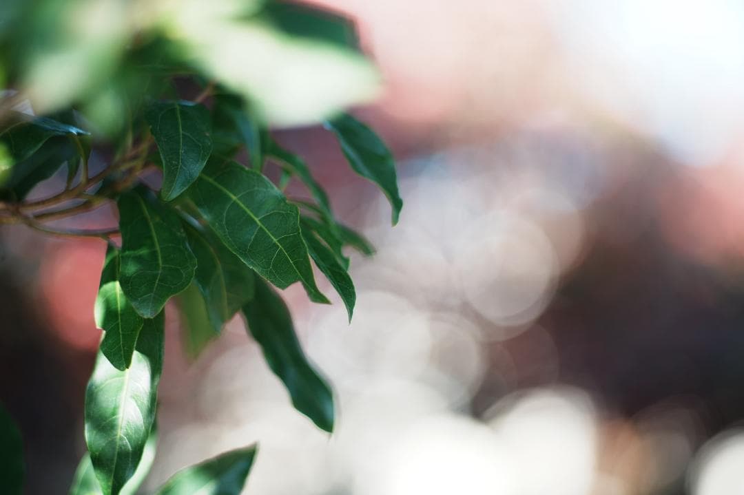 【整備＆テスト済】Canon New FD 85mm F1.8 520 109