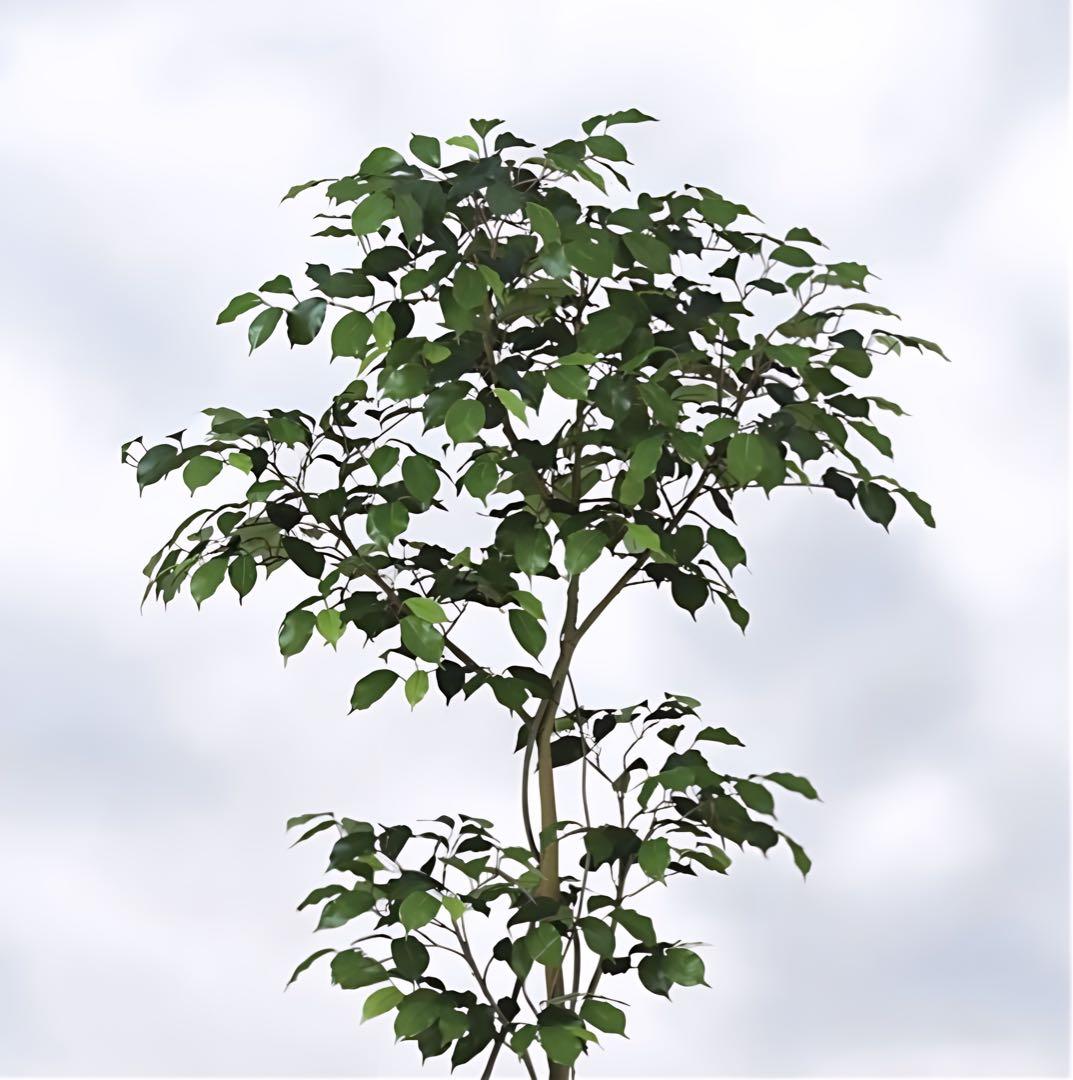 光触媒　人工観葉植物　フェイクグリーン　ベンジャミン150FST