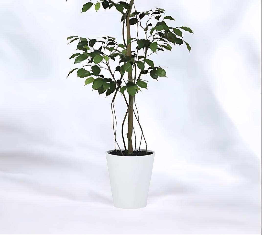 光触媒　人工観葉植物　フェイクグリーン　ベンジャミン150FST