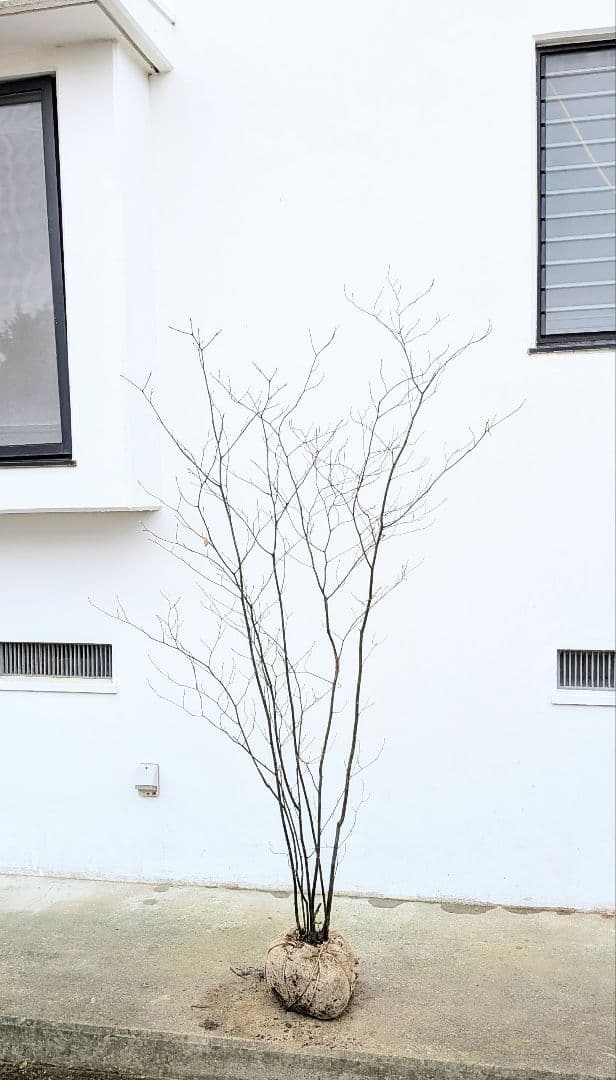 優良株。山採りクロモジ。