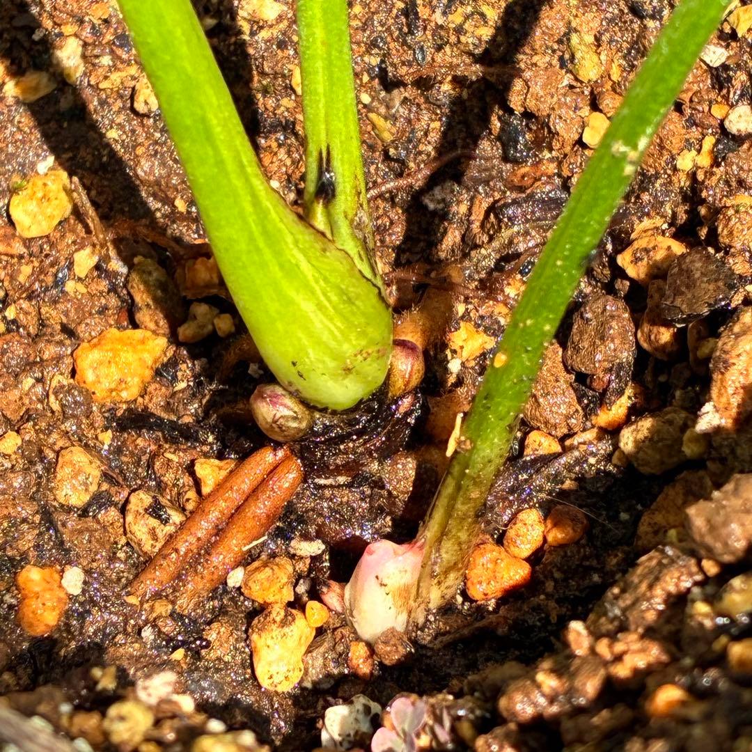 i*u様 ☘️ラスト☘️根充実❤️プックリ新芽❤️469⭐️極上レア⭐️パステル