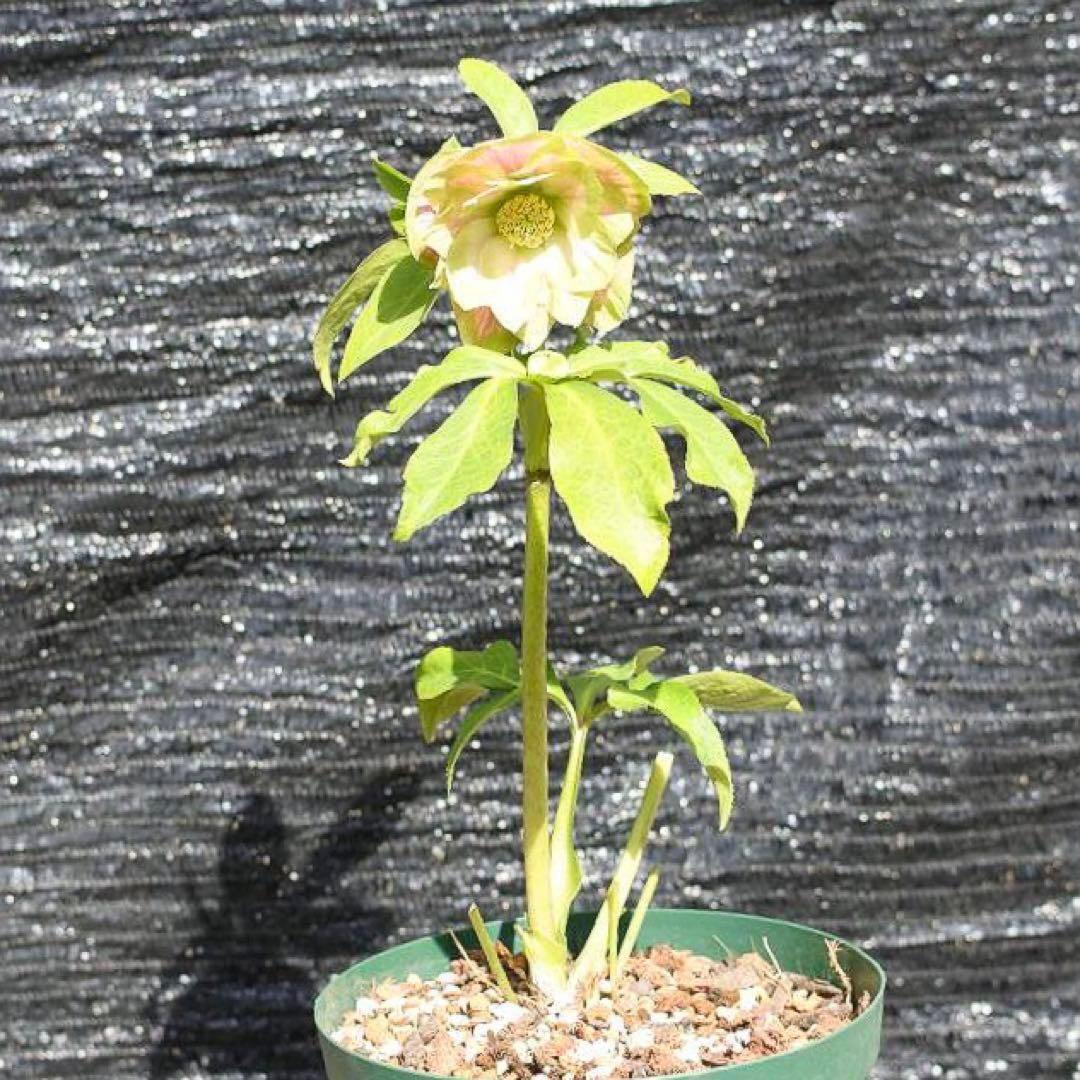 i*u様 ☘️ラスト☘️根充実❤️プックリ新芽❤️469⭐️極上レア⭐️パステル