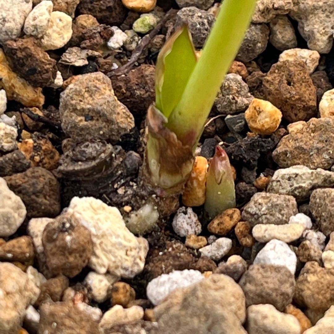 i*u様 ☘️ラスト☘️根充実❤️プックリ新芽❤️469⭐️極上レア⭐️パステル