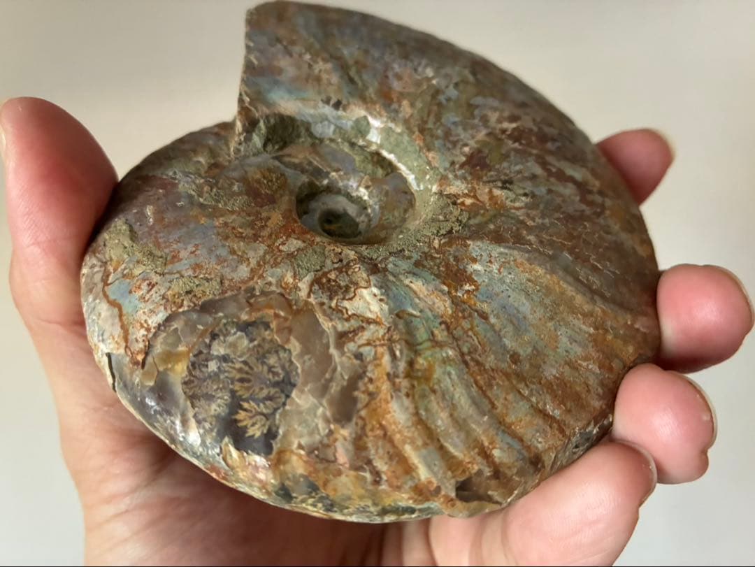 マダガスカル アンモナイト 遊色 極上 大サイズ 鉱物 標本 化石