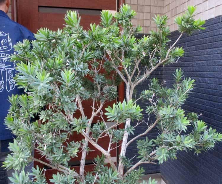 【現品】矮性　キンポウジュ・カリステモン・リトルジョン（金宝樹）15号　A17番