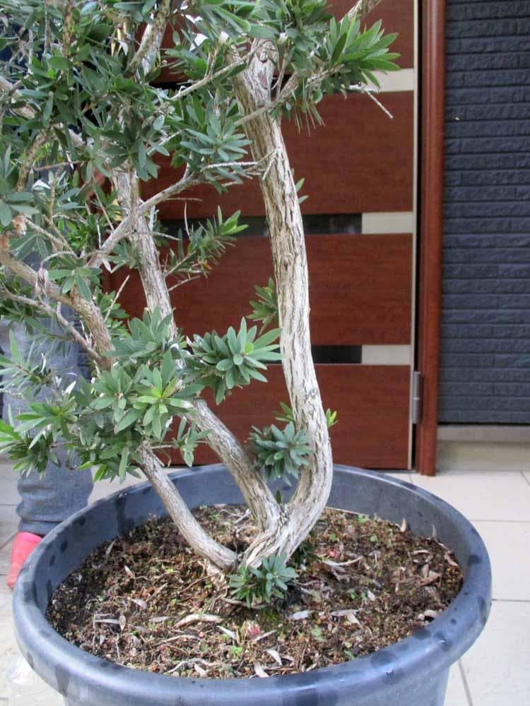 【現品】矮性　キンポウジュ・カリステモン・リトルジョン（金宝樹）15号　A17番