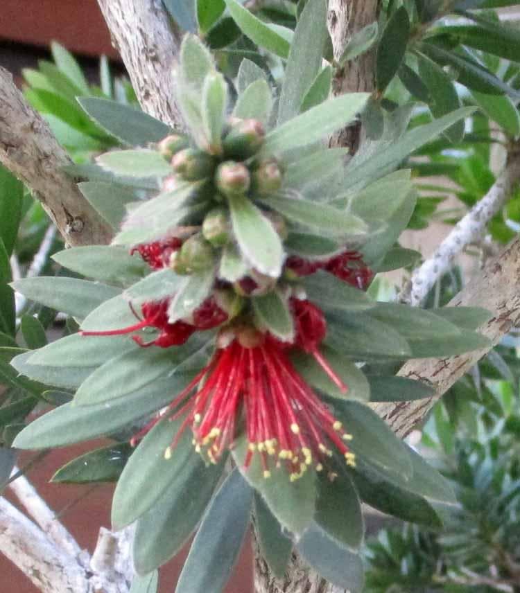 【現品】矮性　キンポウジュ・カリステモン・リトルジョン（金宝樹）15号　A17番