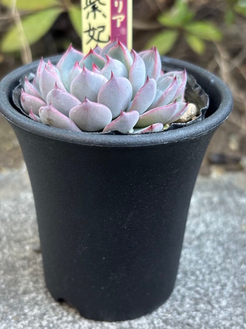 超希少 おらいさん苗 ミックスベリア 美紫妃 札付き 極上株 多肉植物④